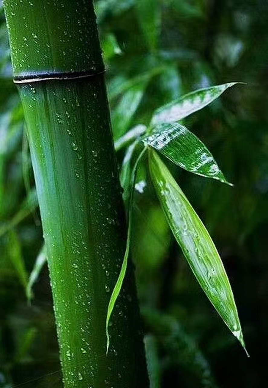 翠竹  葱葱翠竹立园间, 潇洒直性向云端.
