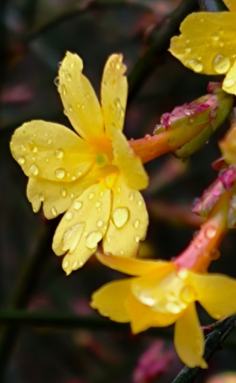 歌吟绵绵春雨 甘霖如丝洒人间, 金贵若油滋垄田.