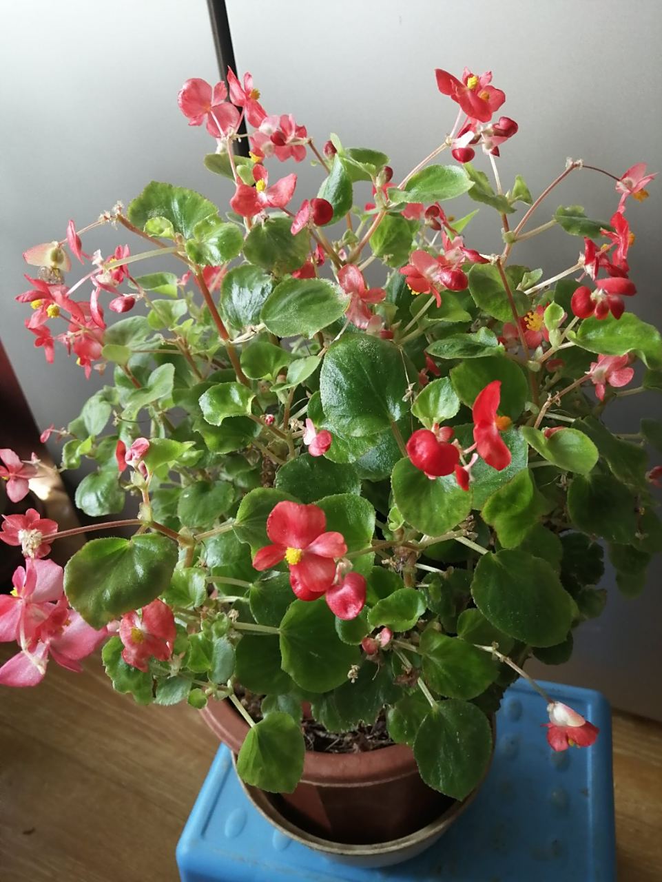 四季海棠花的修剪图解(四季海棠开完花怎么修剪视频)