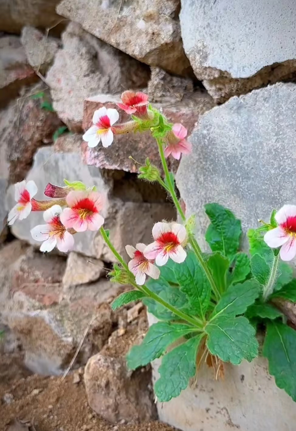 花很美,小时候我们经常把花抽出来吸里面的蜜,根部有像人参一样的小