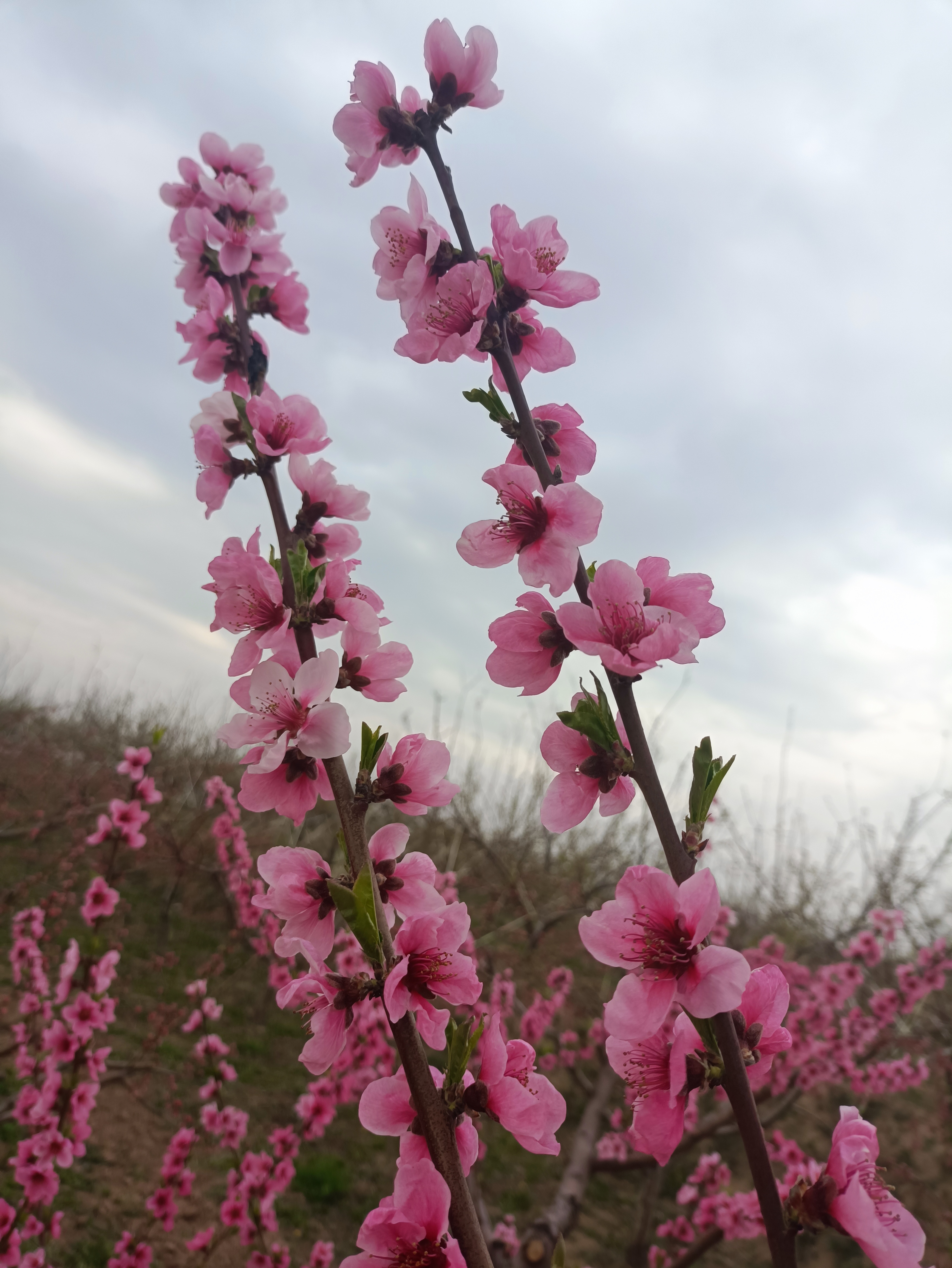 桃花开好运来图片图片