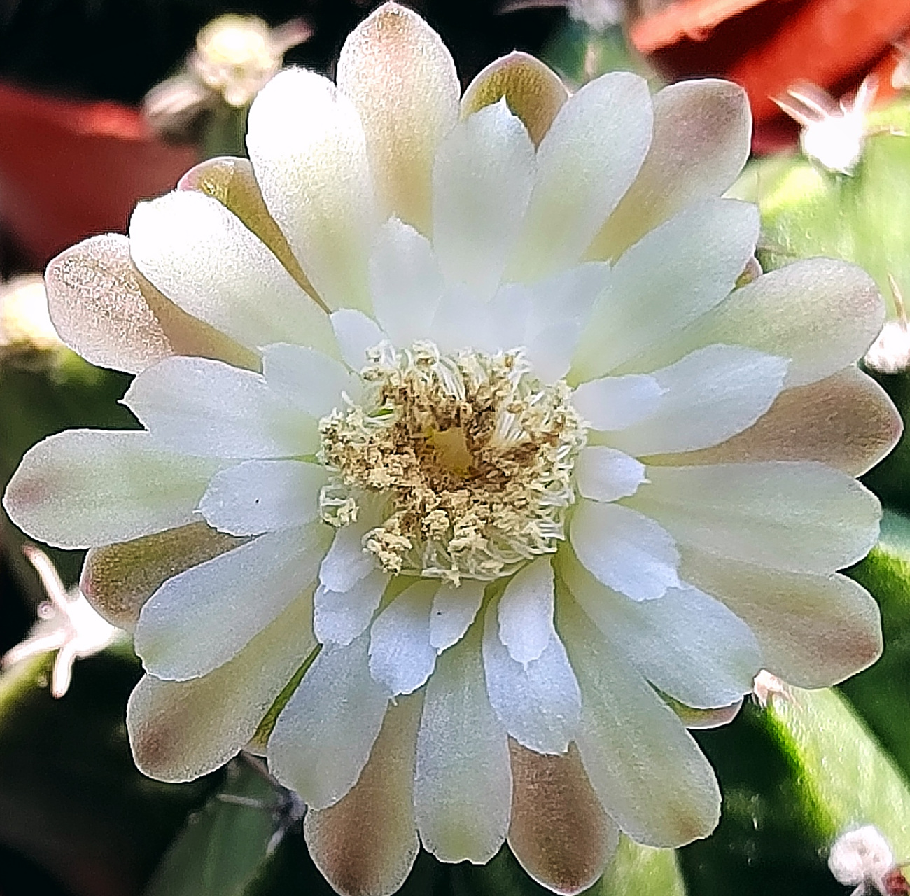 自然风光# 今天的球花!