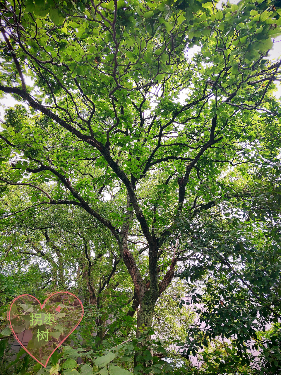 自然风光# 今年的雨水好,这棵拐枣树长得好茂盛,拐枣挂满了枝头,密密