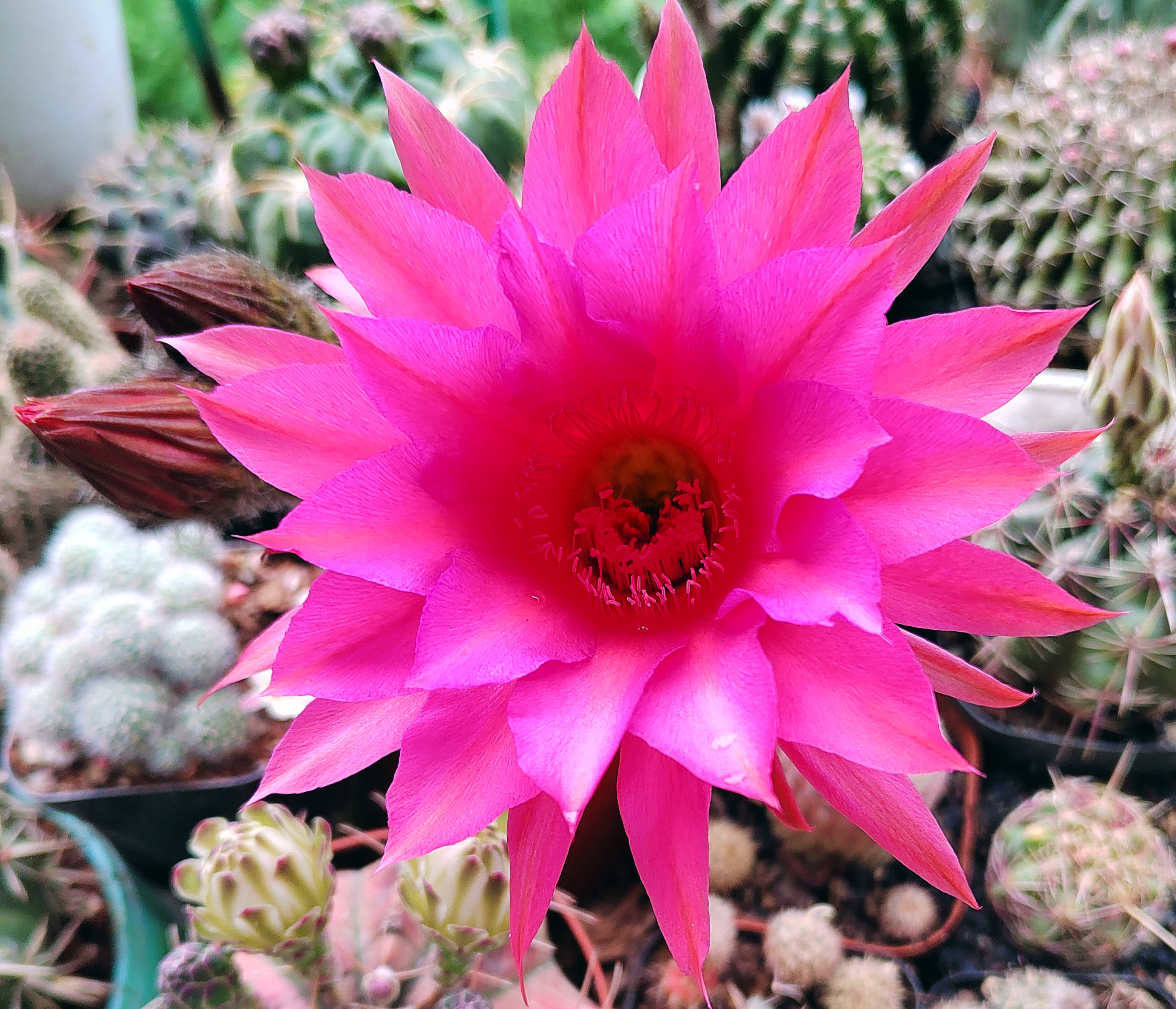 4月28日一朵桃色的草球花开!