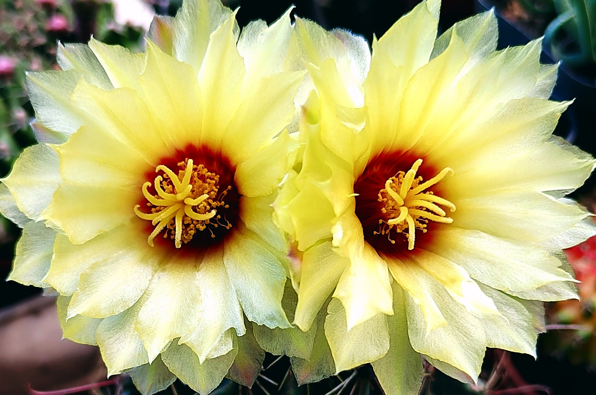 自然风光# 今天的球花!