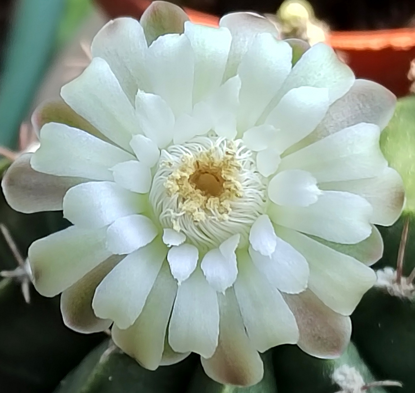 自然风光# 26日的球花!