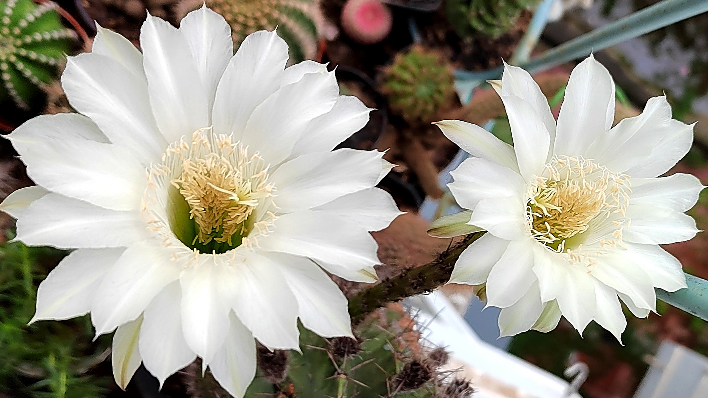 自然风光# 26日的球花!