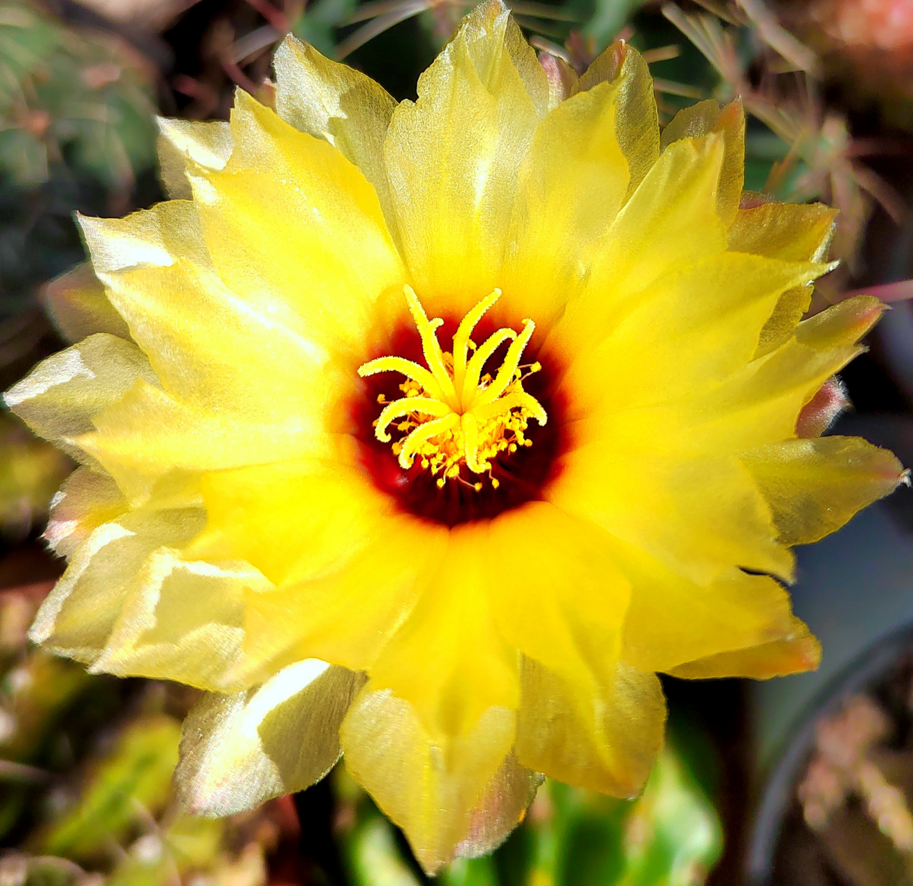 自然风光# 今天的球花!