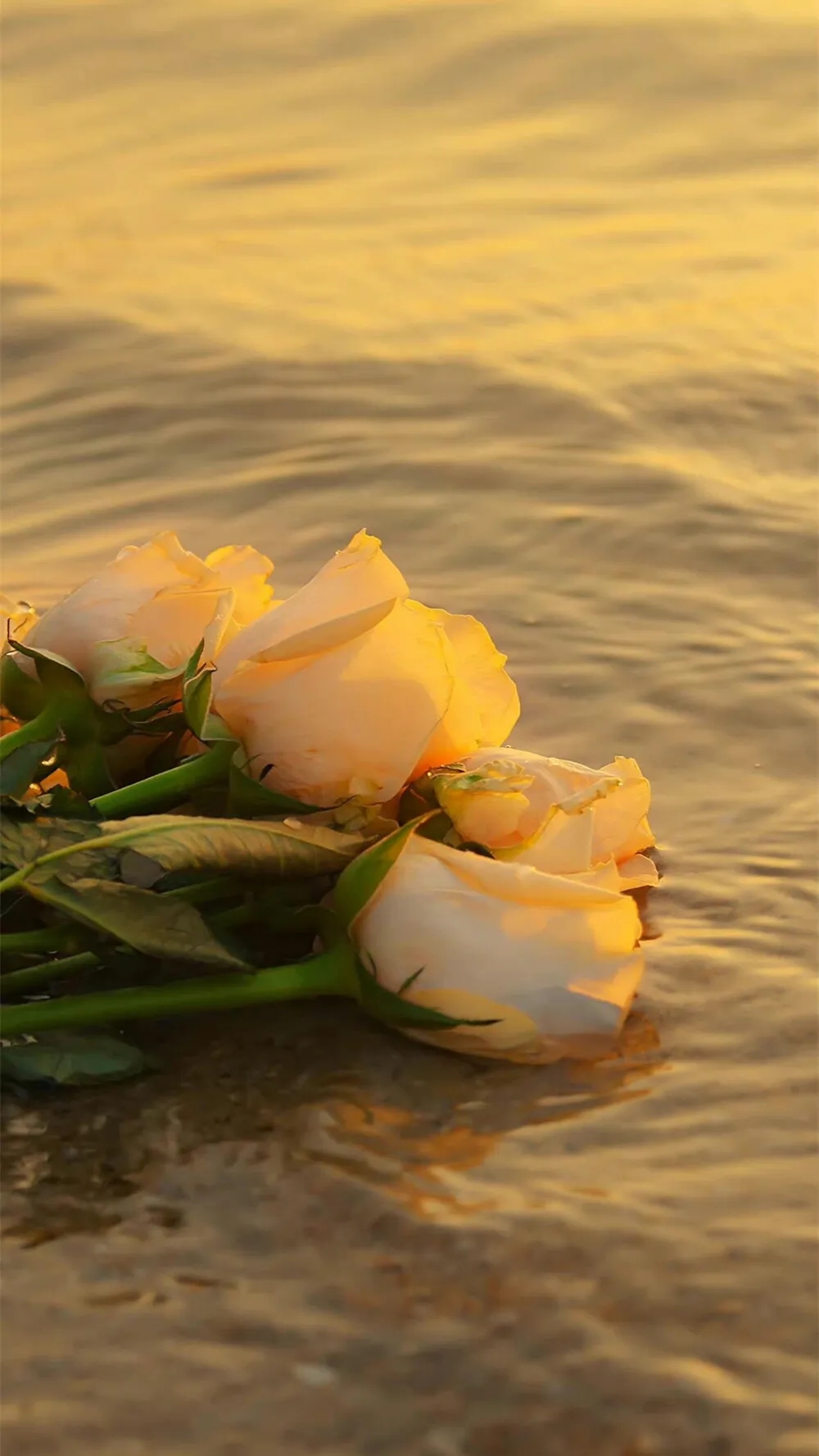 郁金香93#郁金香壁纸# #聊天背景图