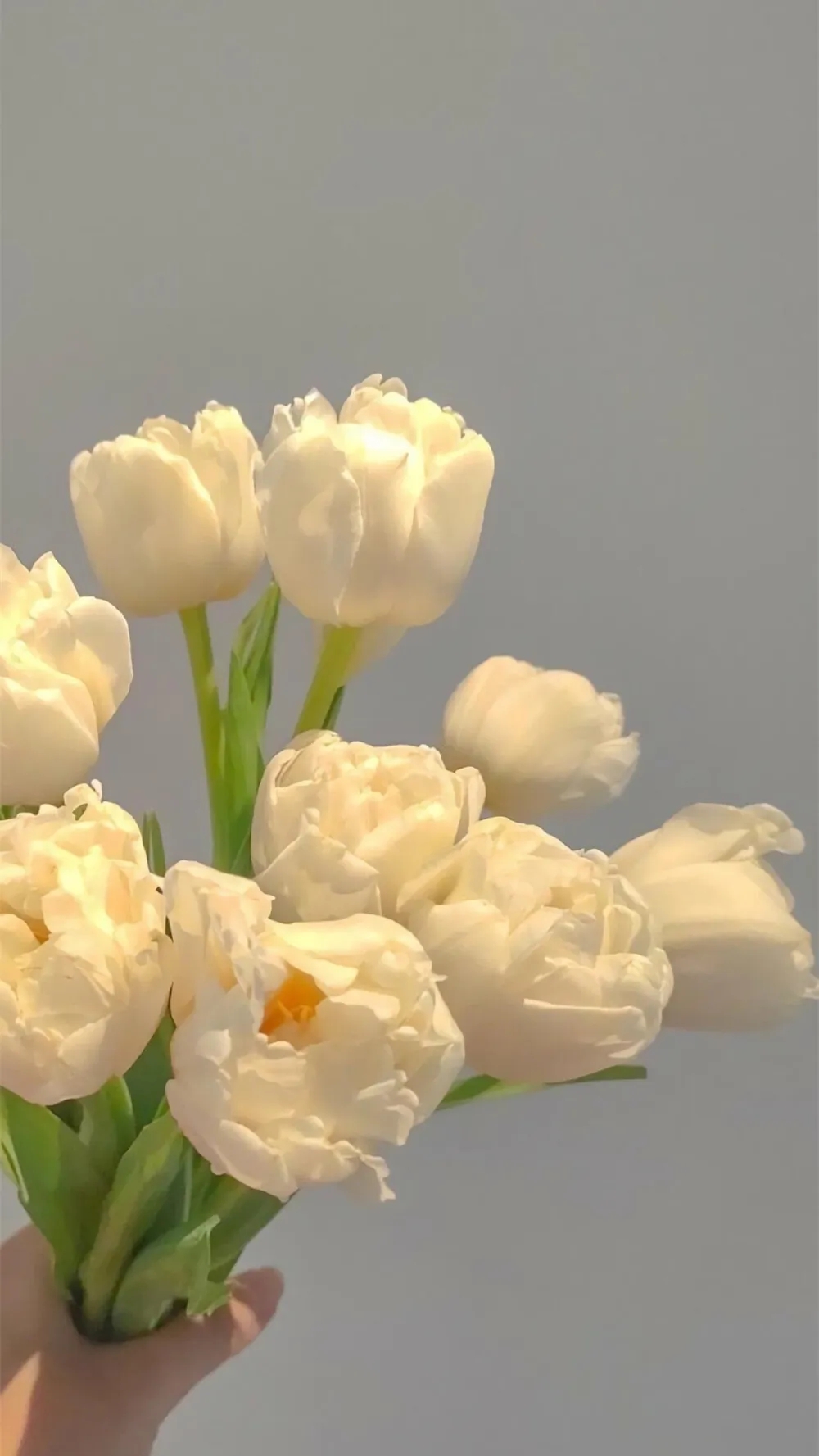 郁金香93#郁金香壁纸# #聊天背景图