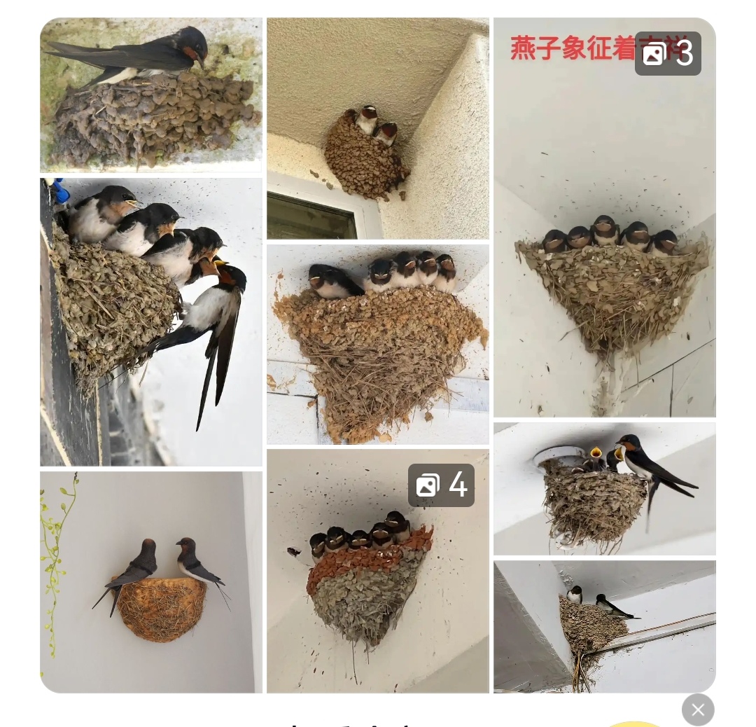 两只燕子飞进家里预示添丁吗