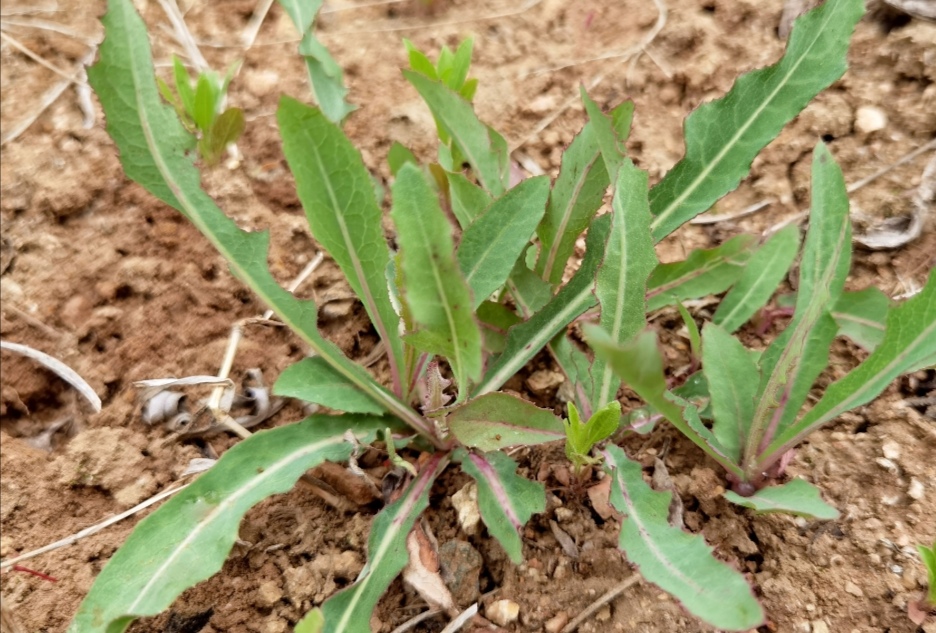 苦麦菜,苦碟子,曲蔴菜,婆婆丁这几样很相似的野菜能区别开吗?