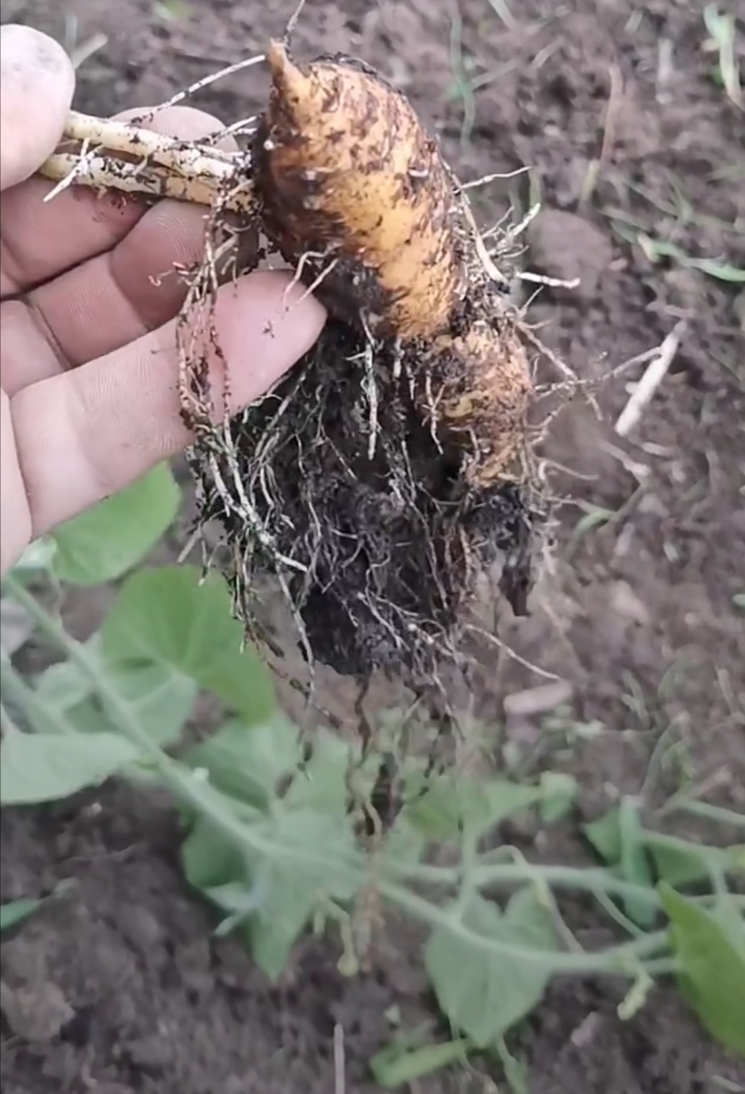 邻居家种了这种植物,说能治病,然后不知怎么,我家院子里就每年出好多