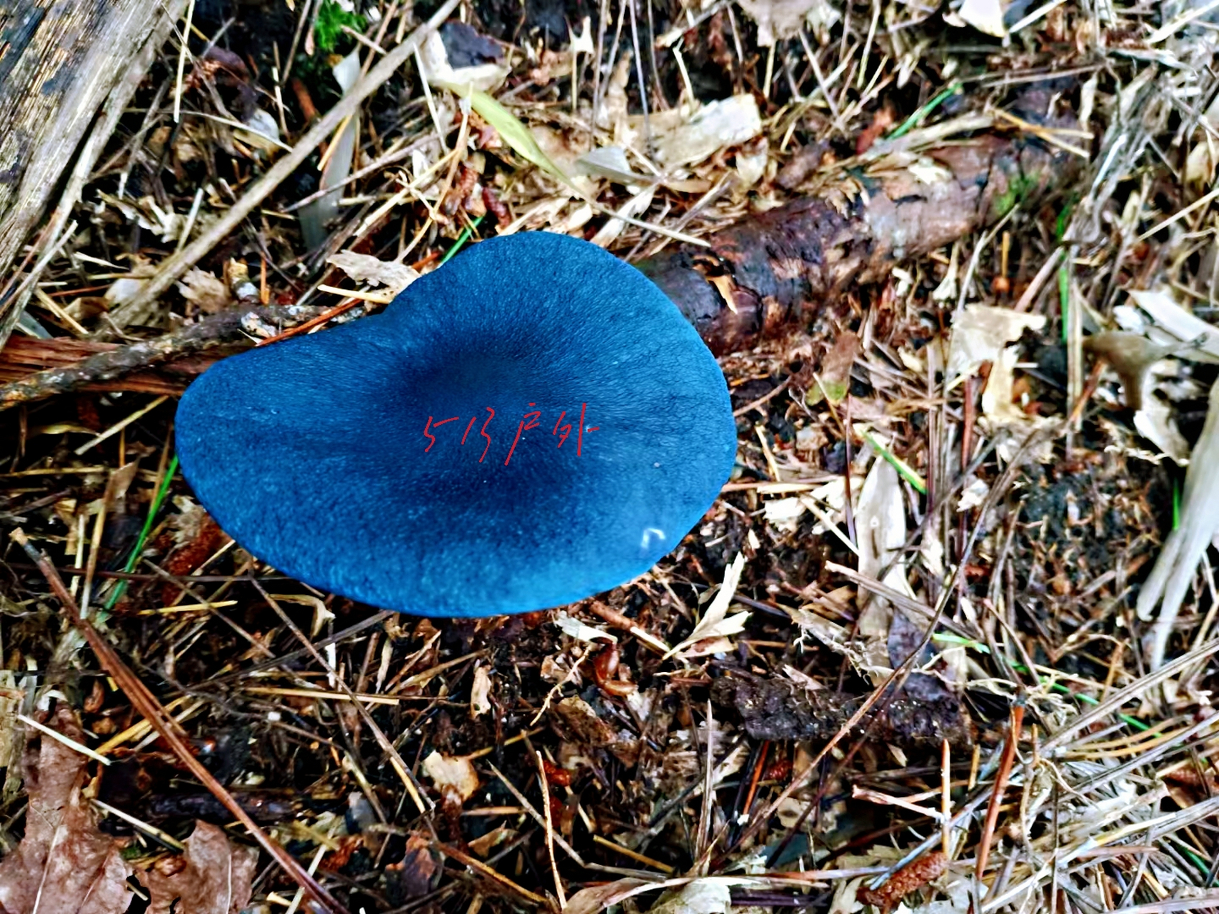 蓝色蘑菇 不止是新西兰,印度有,中国武夷山国家公园也有蓝色蘑菇,下面