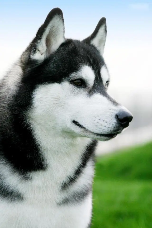 西伯利亚雪橇犬 纯白图片