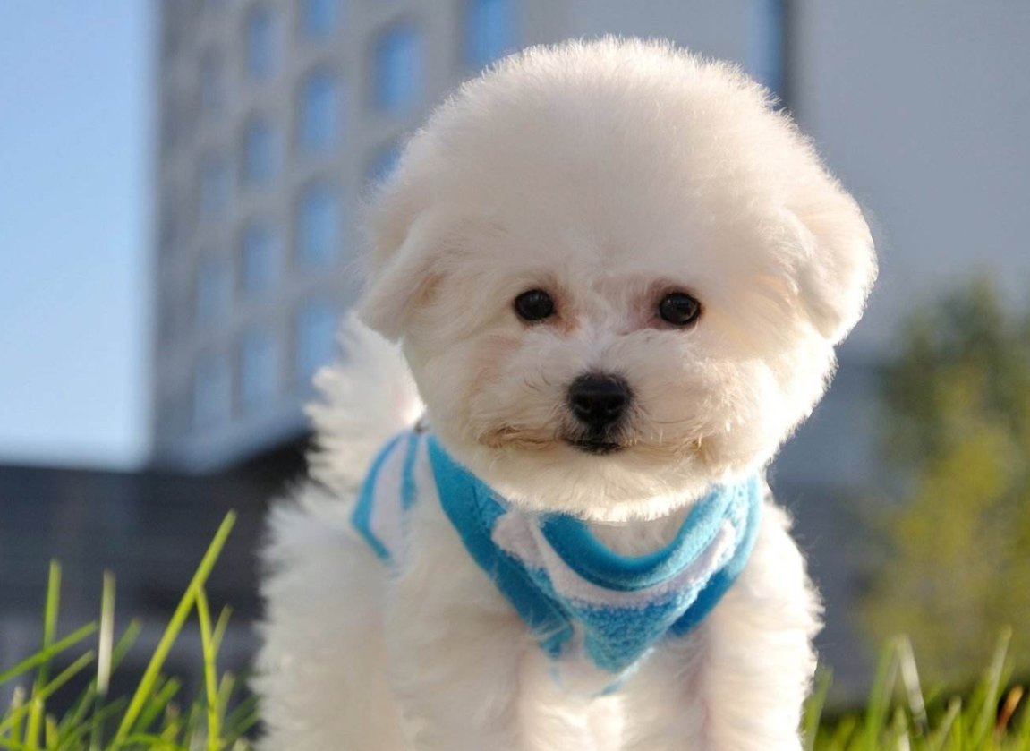 卷毛比熊犬,有着温暖的毛发和浓密的毛长,外表柔和可爱.