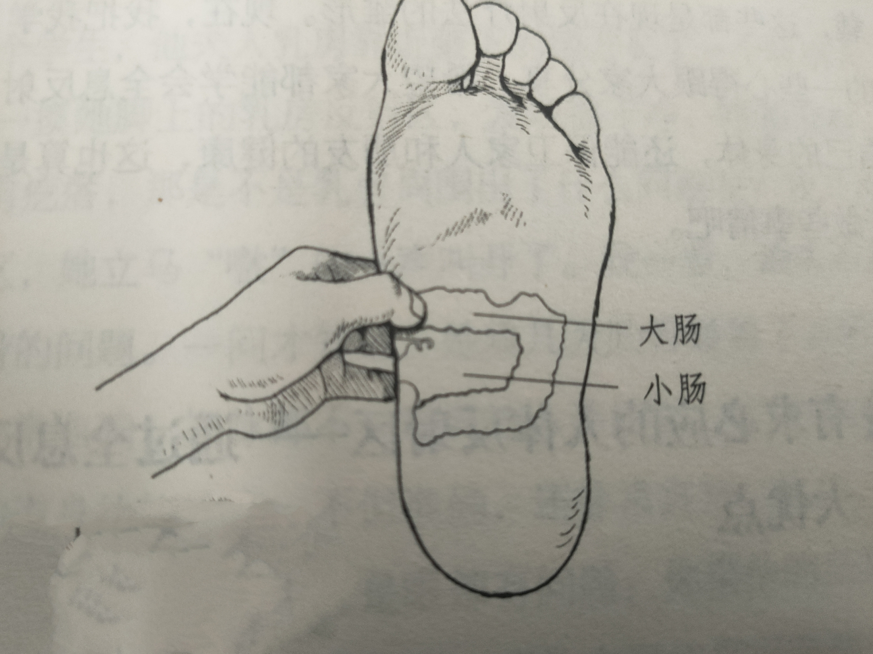 浅聊中医(3):刺激大小肠反射区,让你无便一身轻 #健康#  有本书叫做