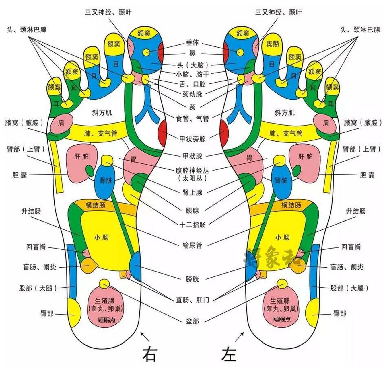 浅聊中医(3):刺激大小肠反射区,让你无便一身轻 #健康#  有本书叫做