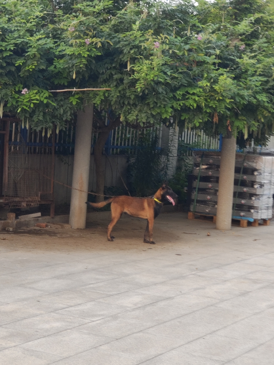 这天太热了,把狗狗都热的直吐舌头,难道他是在用舌头散热吗?