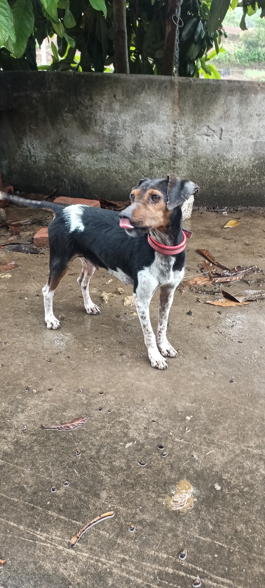 克里小猎犬图片