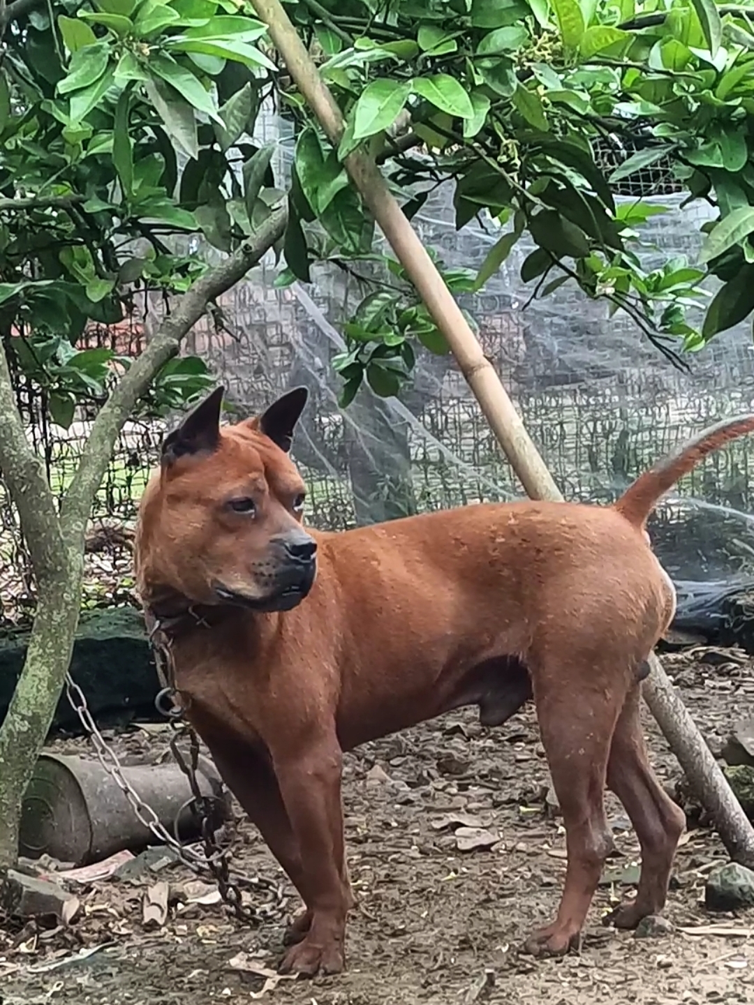 云南本地猎犬图片