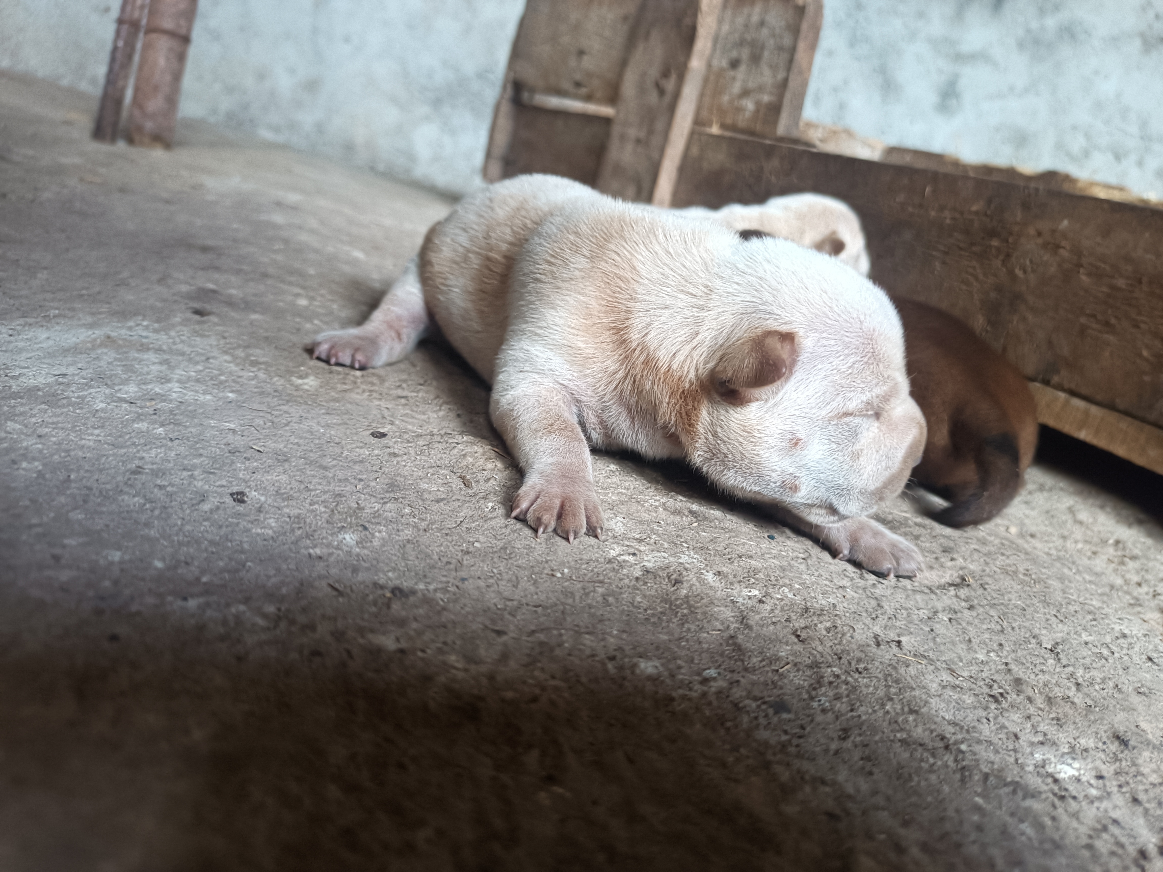 下司犬串川东后代图片图片