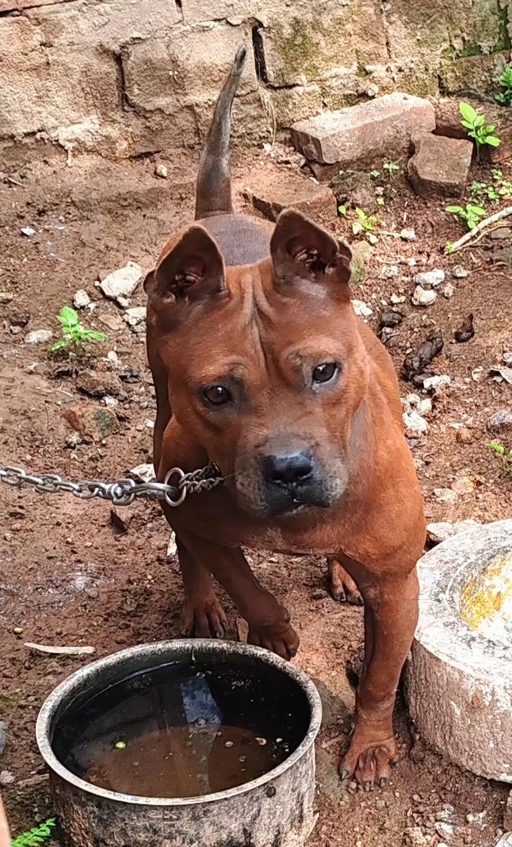 川渝地区的本土犬种,川东猎犬,狗狗的称呼很多,洞狗,山狗,竹狗,田坝狗