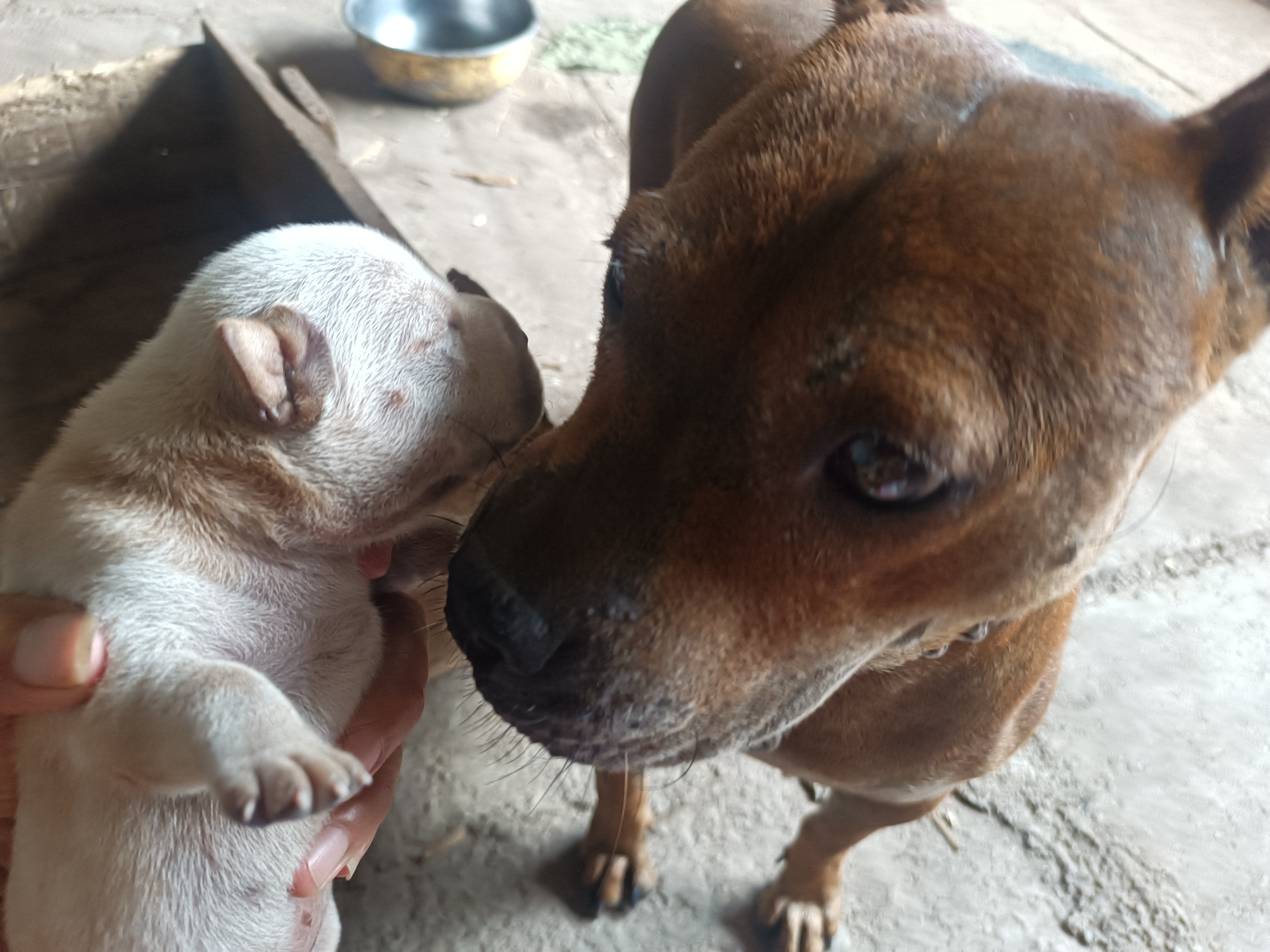 下司犬串川东后代图片图片