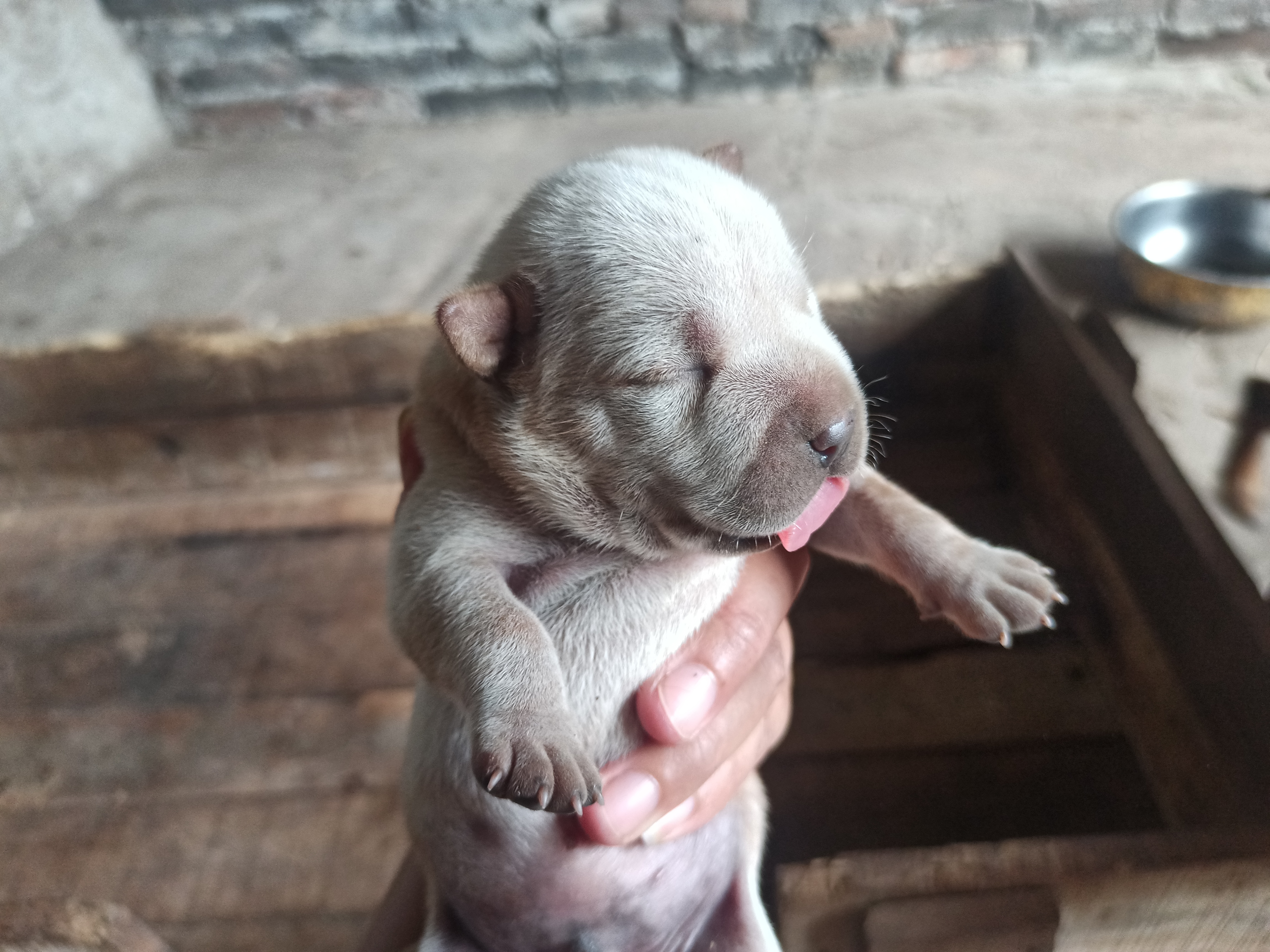 下司犬串川东后代图片图片