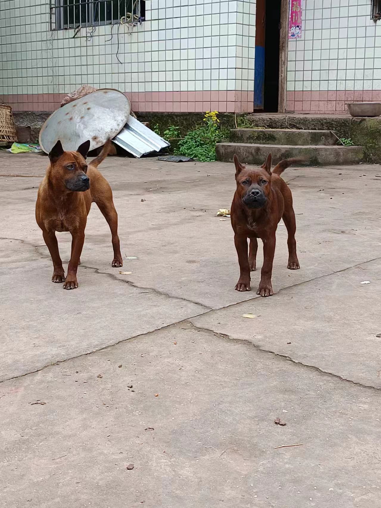 川东猎犬,看家护院那是杠杠的
