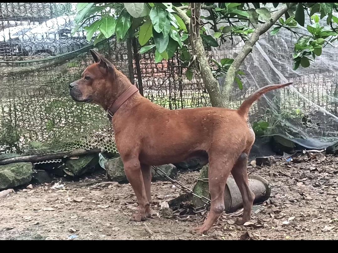 云南本地猎犬图片