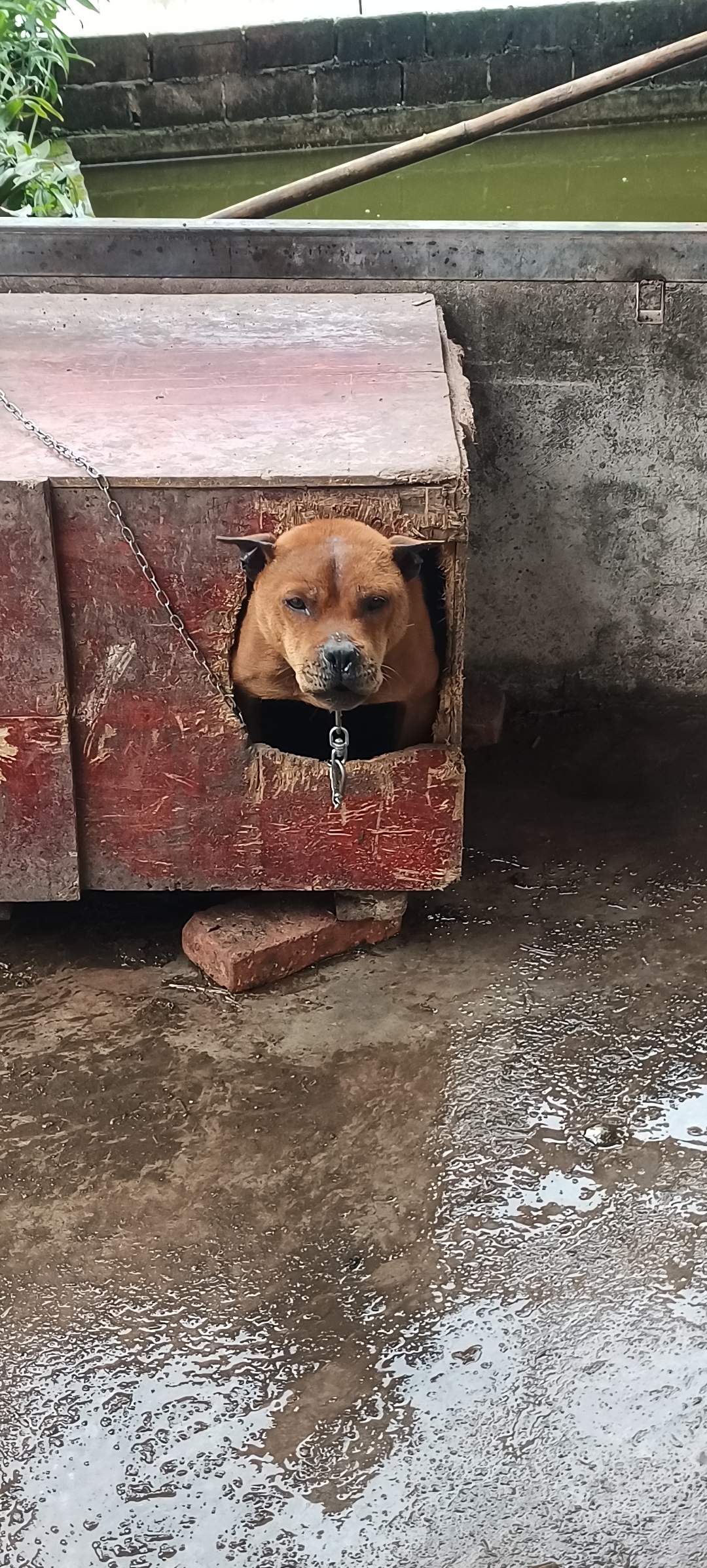 一副生人勿近的表情 #狗狗# 96新奇的木箱狗屋体验92  93发现一