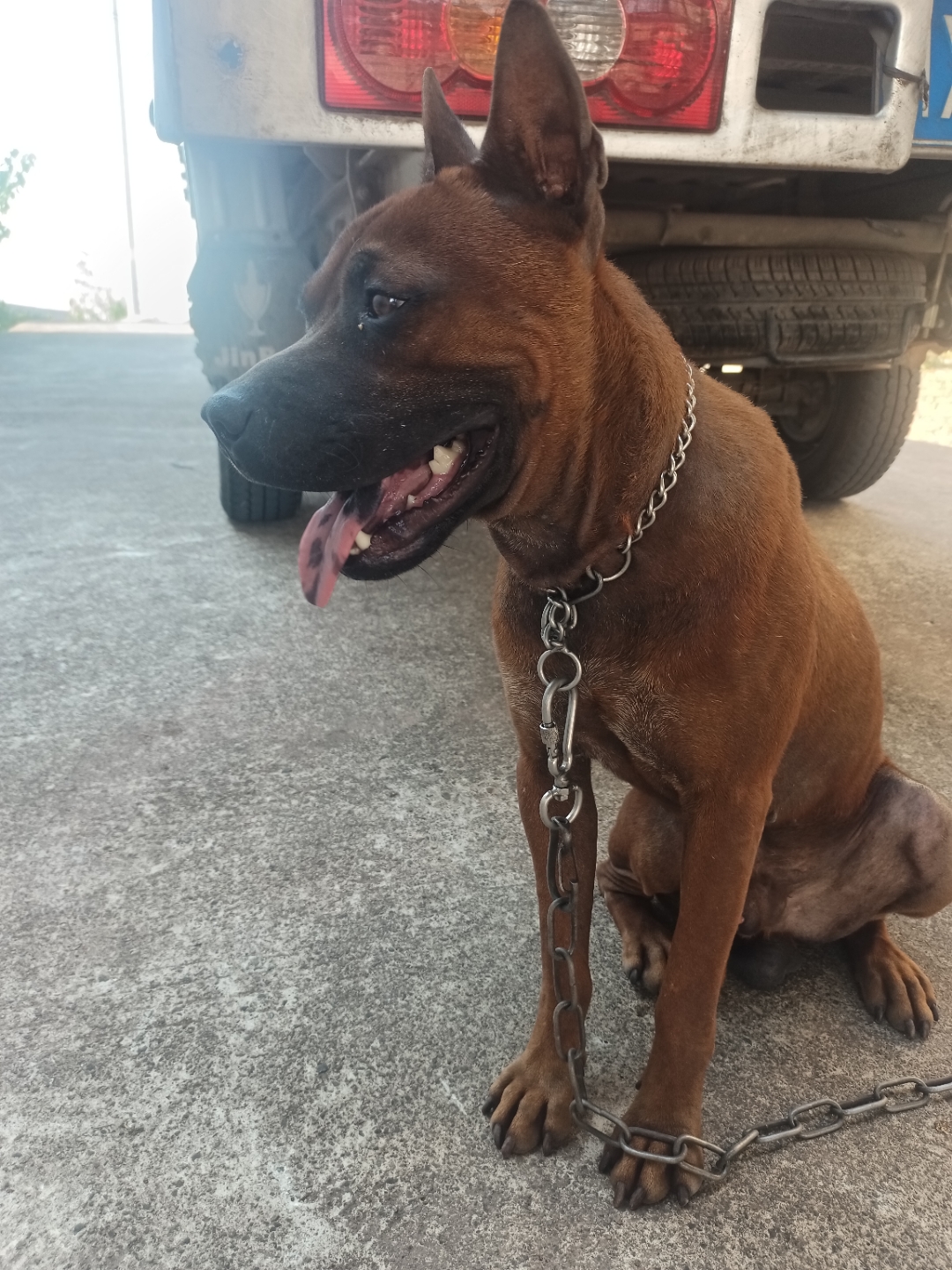 看狗狗热得吐舌头的模样,心中不免烦躁.