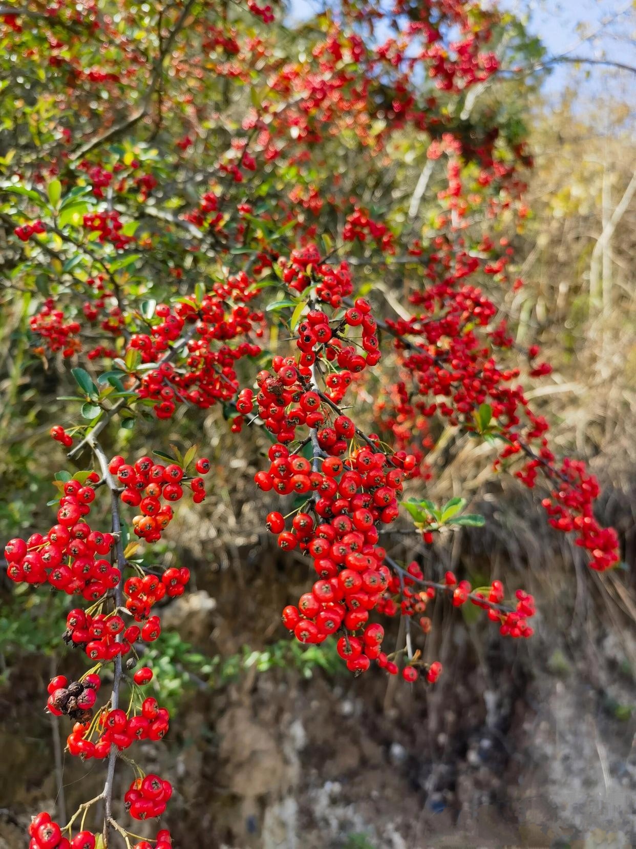 山里长的野果子.这不知道能不能吃?看着红彤彤的,真好看.好诱人呐!