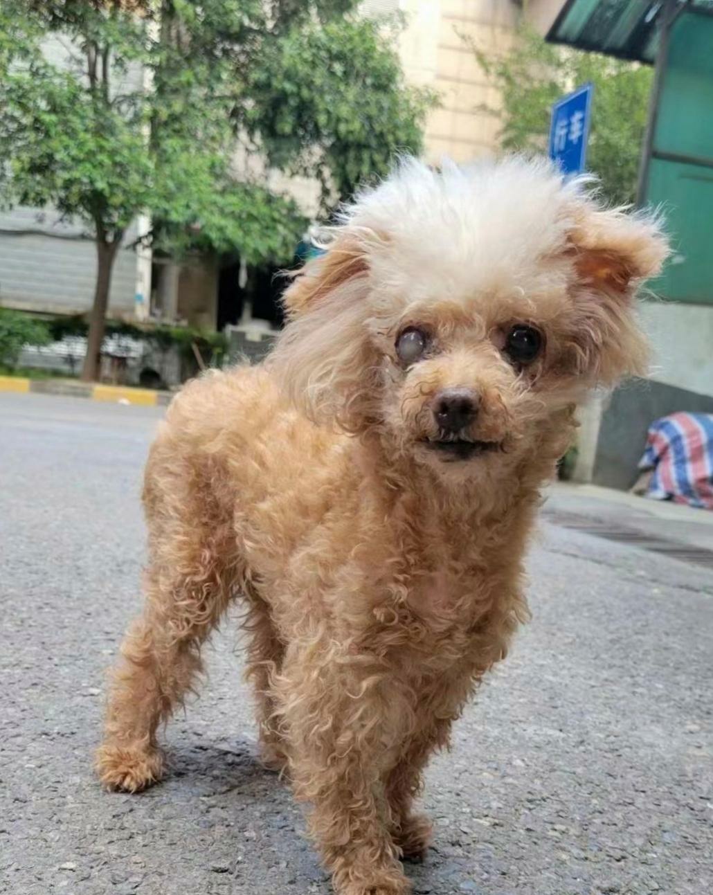 养了十几年的泰迪狗狗让我有一种无助感,它快不行了.