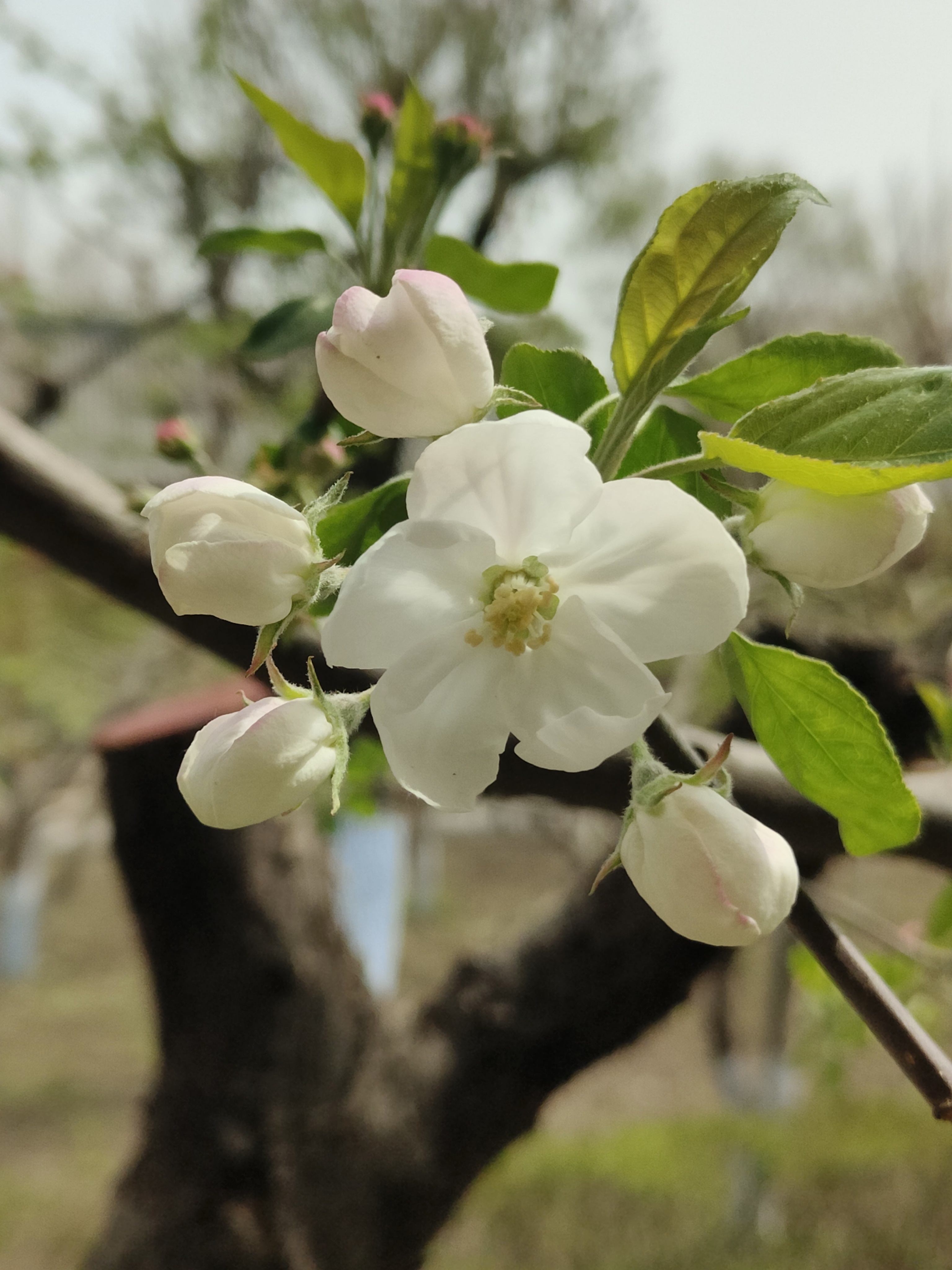 苹果花和海棠花的区别图片