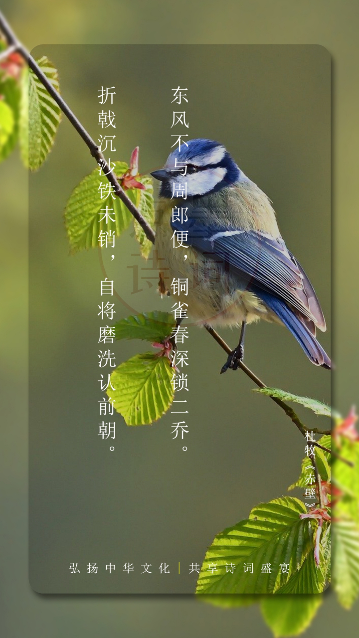 东风不与周郎便,铜雀春深锁二乔.#传统文化# #古诗词