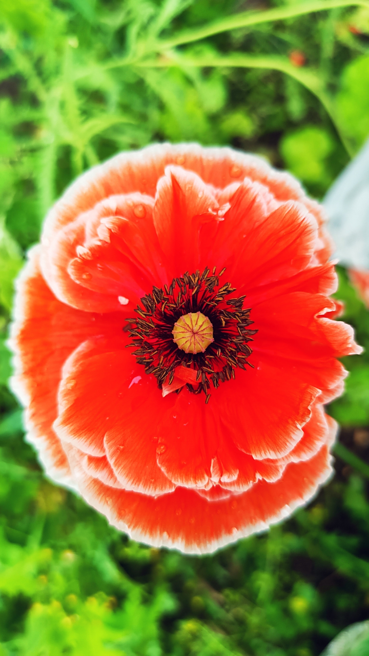 小小花儿闪金光,犹如太阳出东方. 骄艳似火唯美丽,圆圆耀耀路两旁.