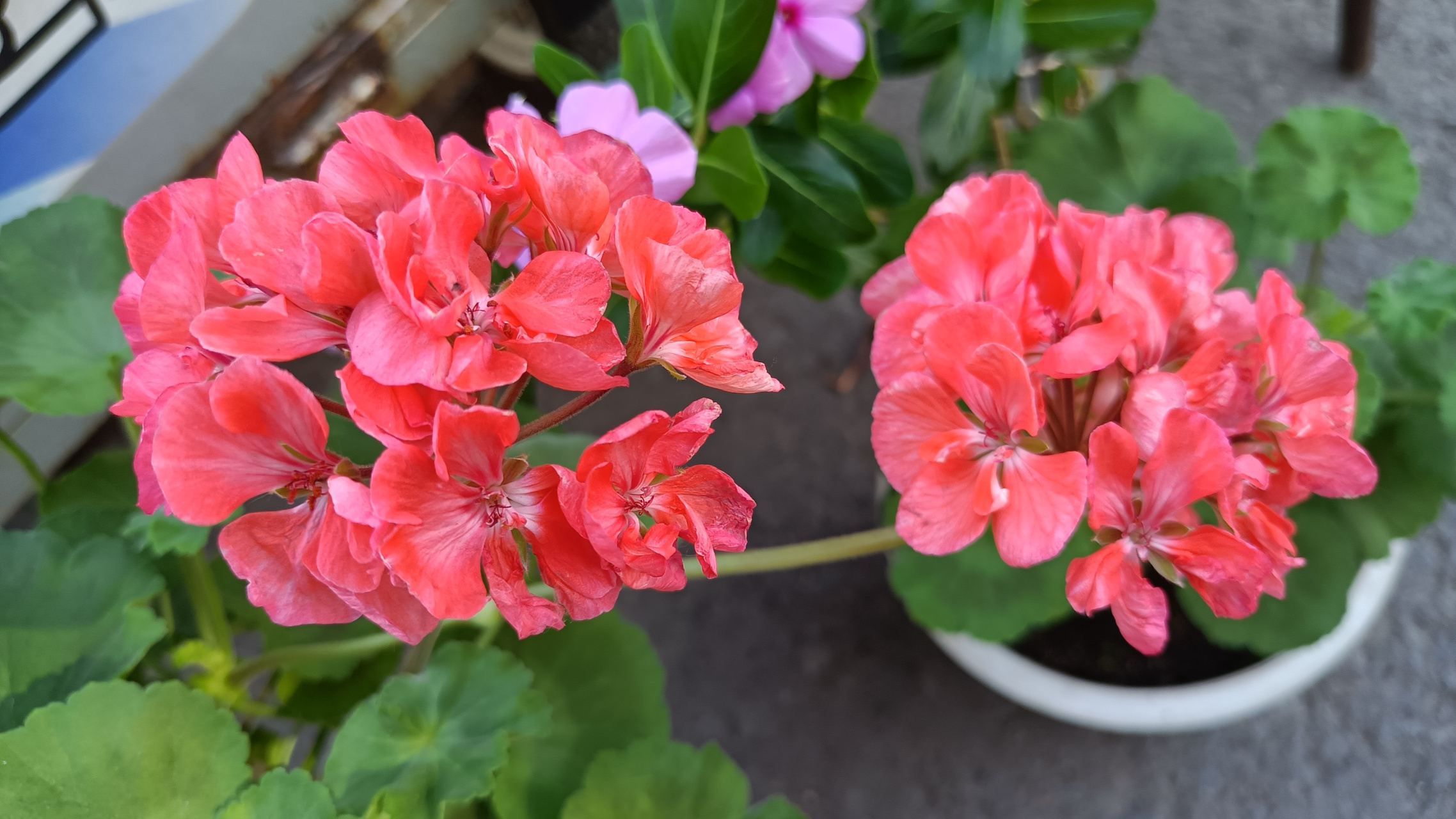 我喜欢生活中的美好,大自然的景色,11号我在集上拍的两朵花,很高兴也