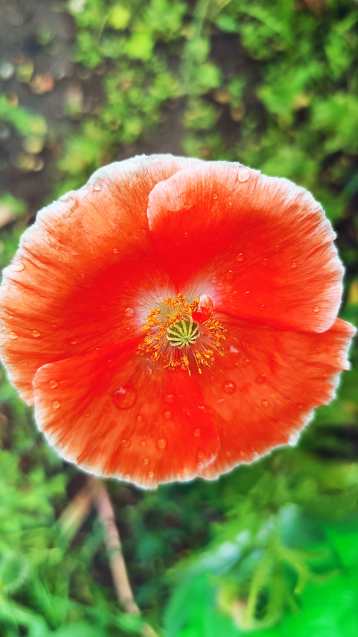 小小花儿闪金光,犹如太阳出东方. 骄艳似火唯美丽,圆圆耀耀路两旁.