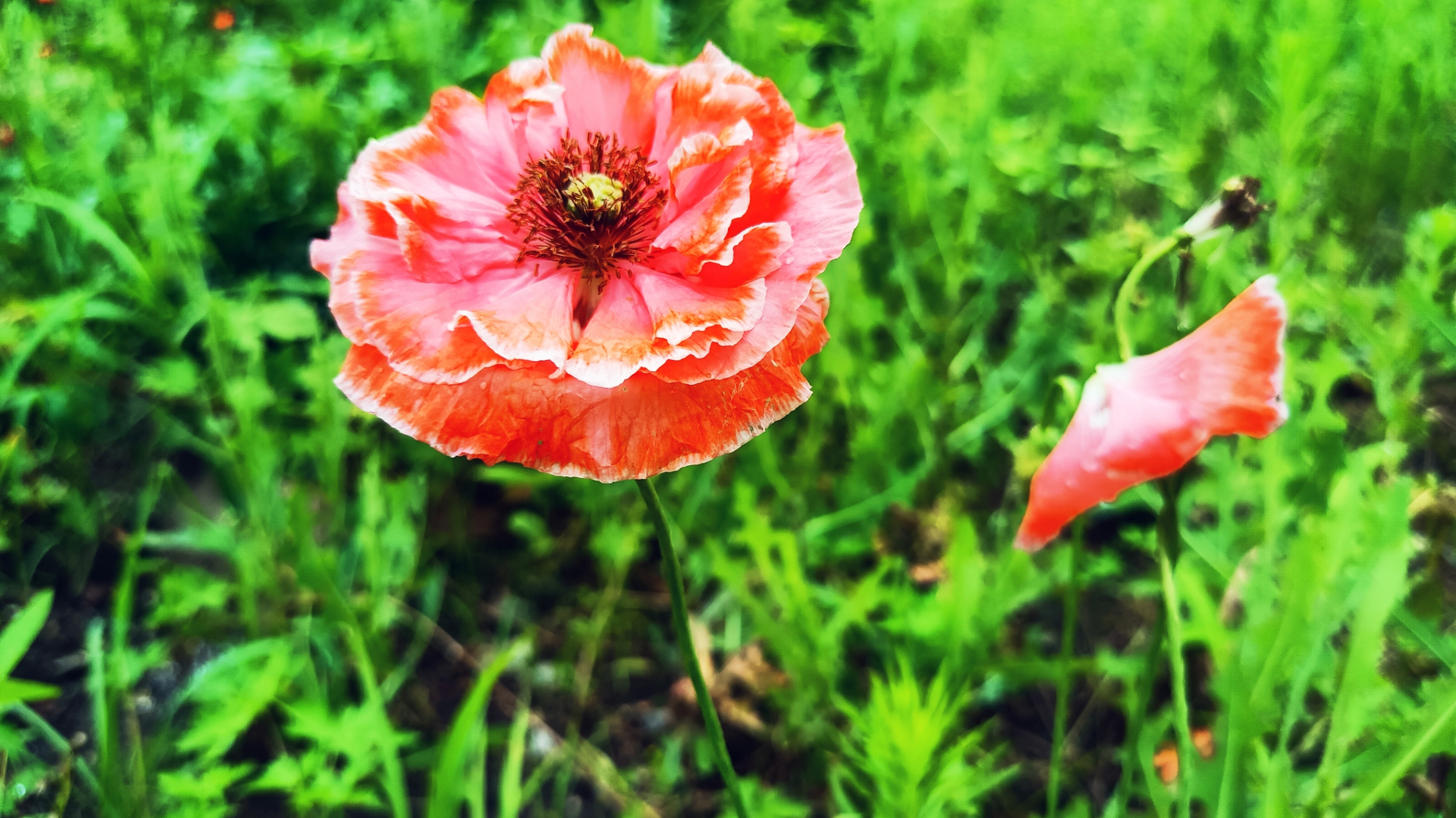小小花儿闪金光,犹如太阳出东方. 骄艳似火唯美丽,圆圆耀耀路两旁.