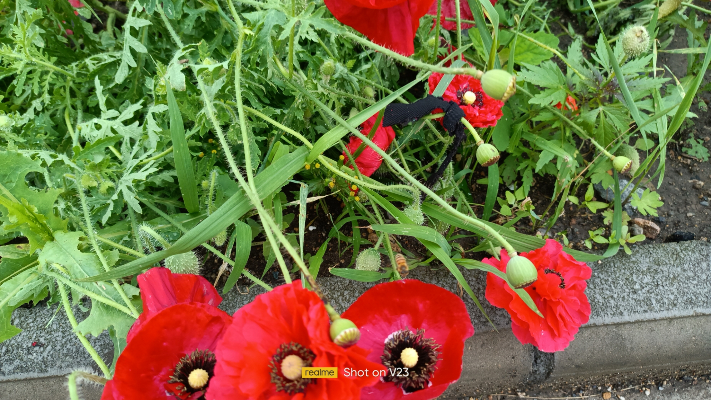 冲洗过的花~ 一场暴雨如泼水,冲散花瓣和金蕊.