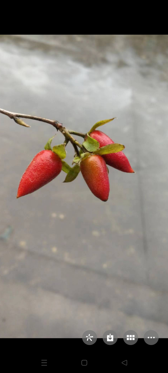 老鸭柿,东方不败#我的旅行日记