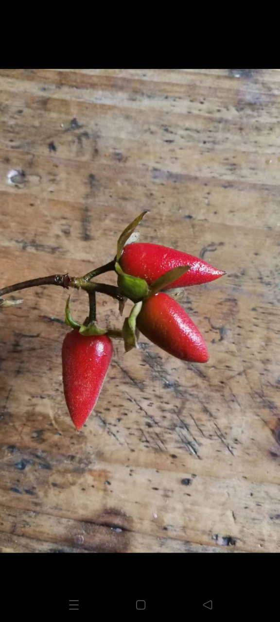 老鸭柿,东方不败#我的旅行日记