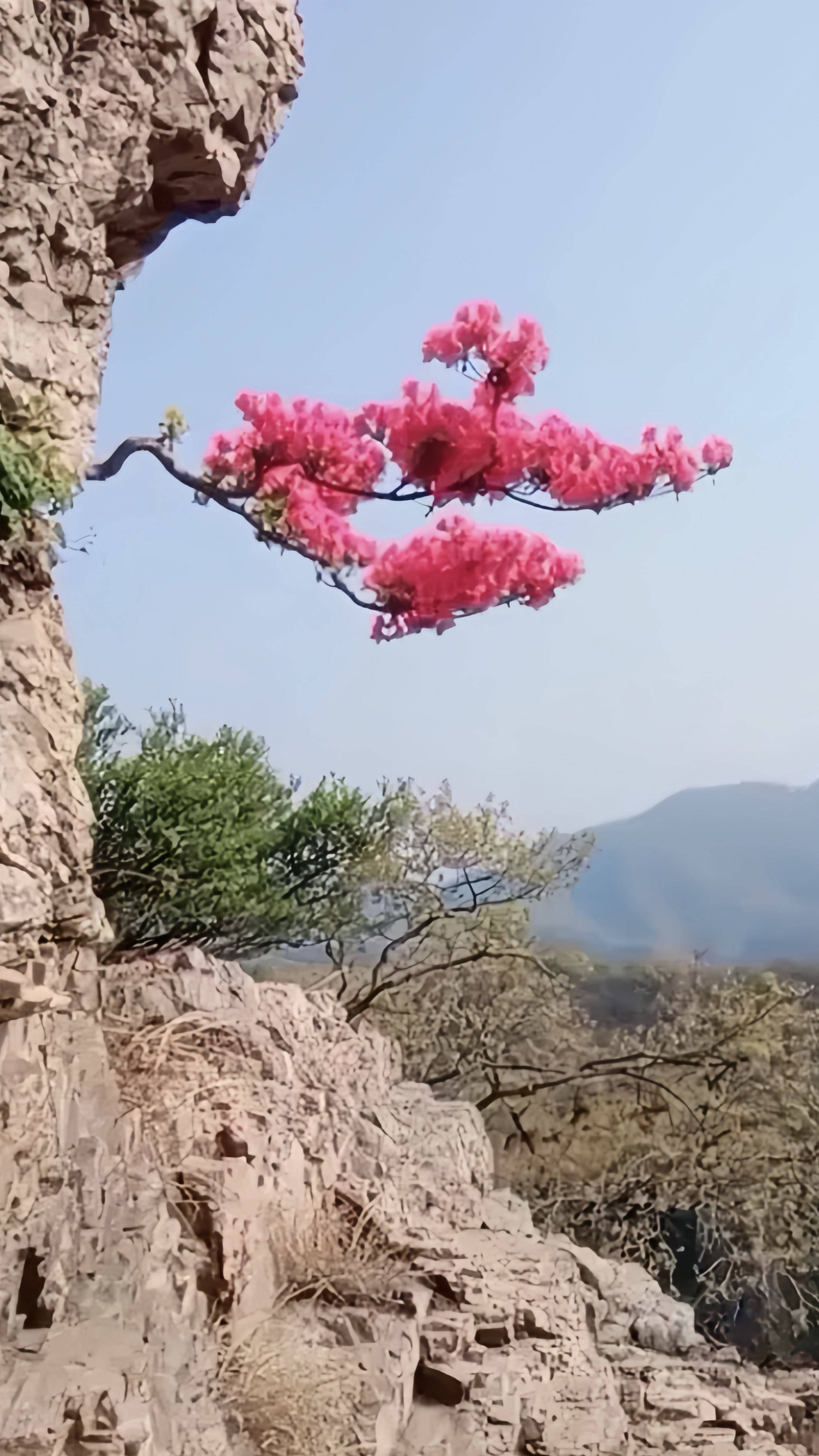 生活趣事|      你们看看这树花,长得好看,生得奇崛,气质无比的优雅.