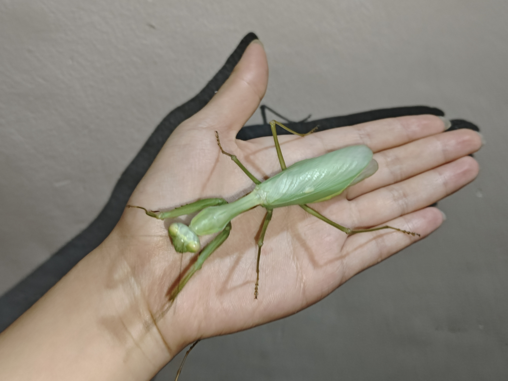 2023年9月羽化的台湾巨斧螳螂[比心]