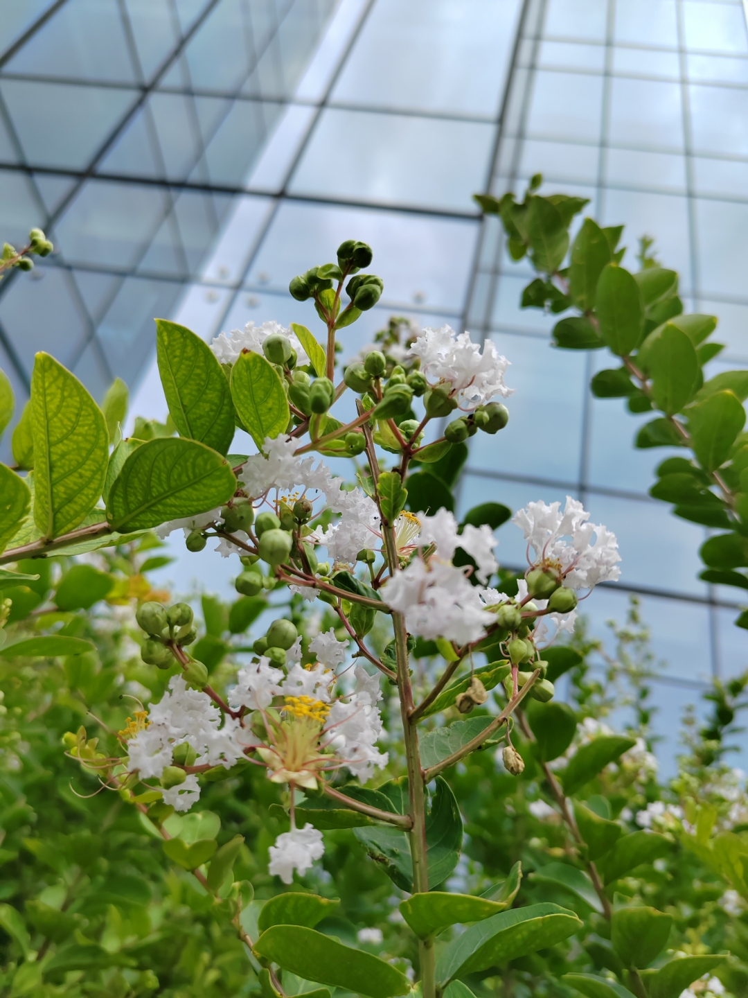 银薇也属于紫薇家族