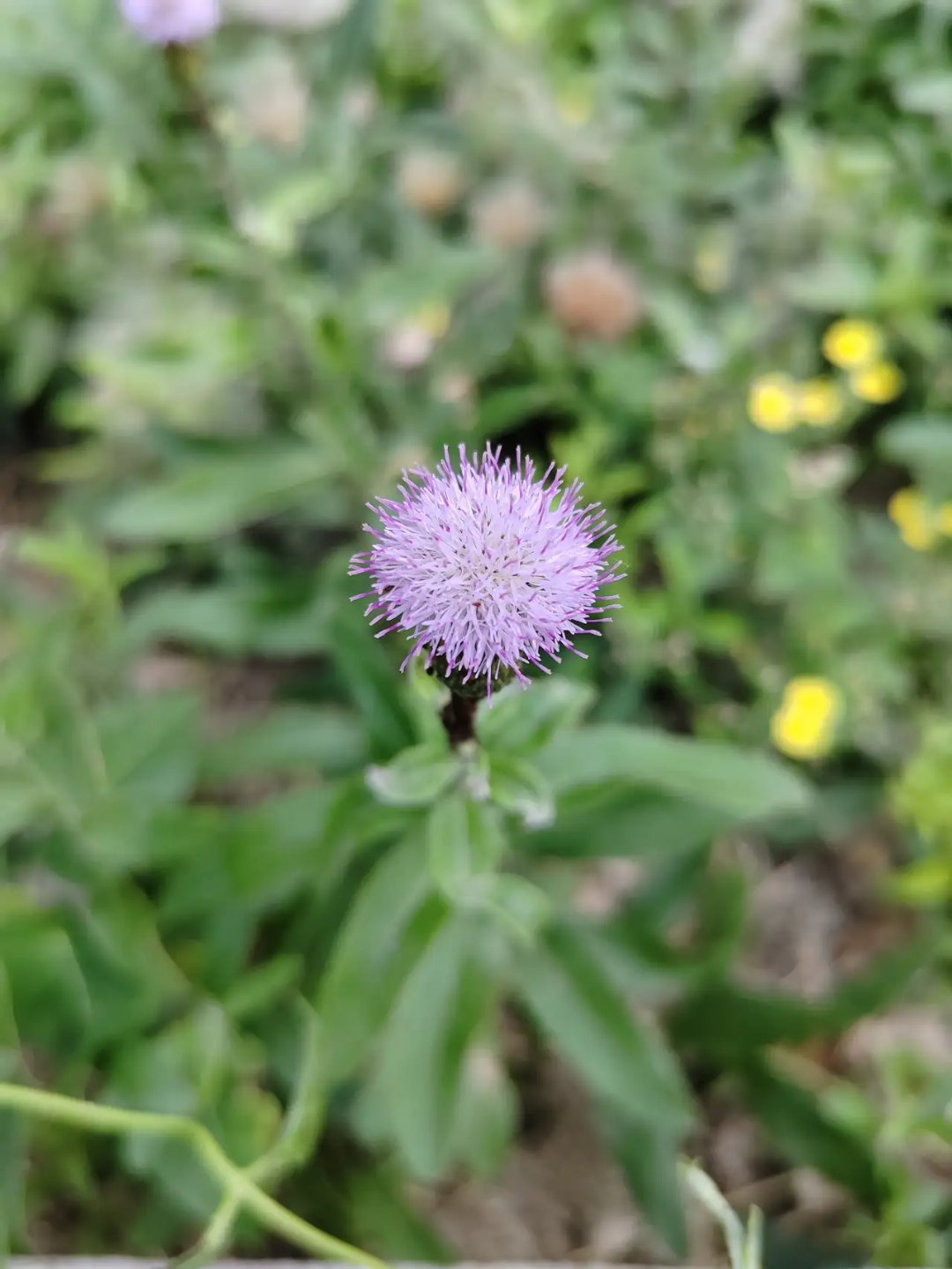 刺刺菜花图片图片