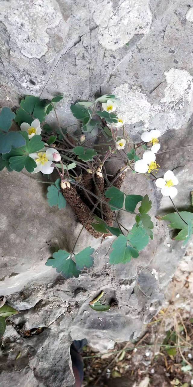 江湖密药,奇药.岩蝴蝶!