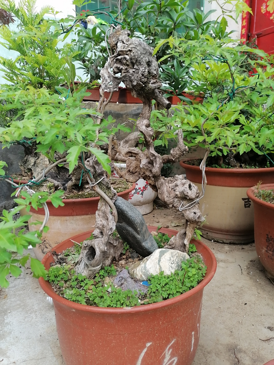 花皮榆(盆景) #植物园